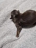 P1 CHOCOLATE BOY, a male Yorkshire Terrier for sale in Bakersfield, CA – Photo 2 of 5