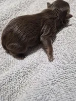 P1 CHOCOLATE BOY, a male Yorkshire Terrier for sale in Bakersfield, CA – Photo 5 of 5