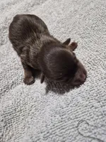 P1 CHOCOLATE BOY, a male Yorkshire Terrier for sale in Bakersfield, CA – Photo 4 of 5