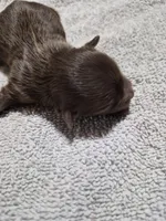 P1 CHOCOLATE BOY, a male Yorkshire Terrier for sale in Bakersfield, CA – Photo 3 of 5