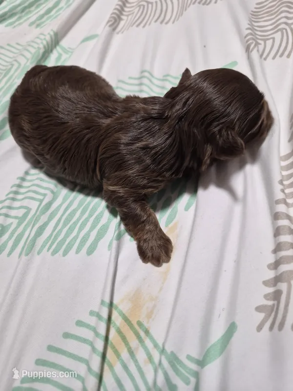 P1 CHOCOLATE BOY – Yorkshire Terrier puppy for sale in Bakersfield, CA