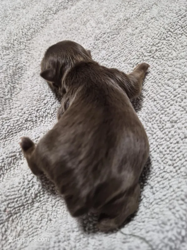 P1 CHOCOLATE BOY – Yorkshire Terrier puppy for sale in Bakersfield, CA