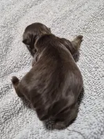 P1 CHOCOLATE BOY, a male Yorkshire Terrier for sale in Bakersfield, CA – Photo 1 of 5