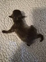 AKC  KB CHOCO GIRL PIXIE, a female Yorkshire Terrier for sale in Bakersfield, CA – 2 of 7
