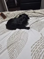 KB Black boy 2 pending , a male Yorkshire Terrier for sale in Bakersfield, CA – 5 of 5