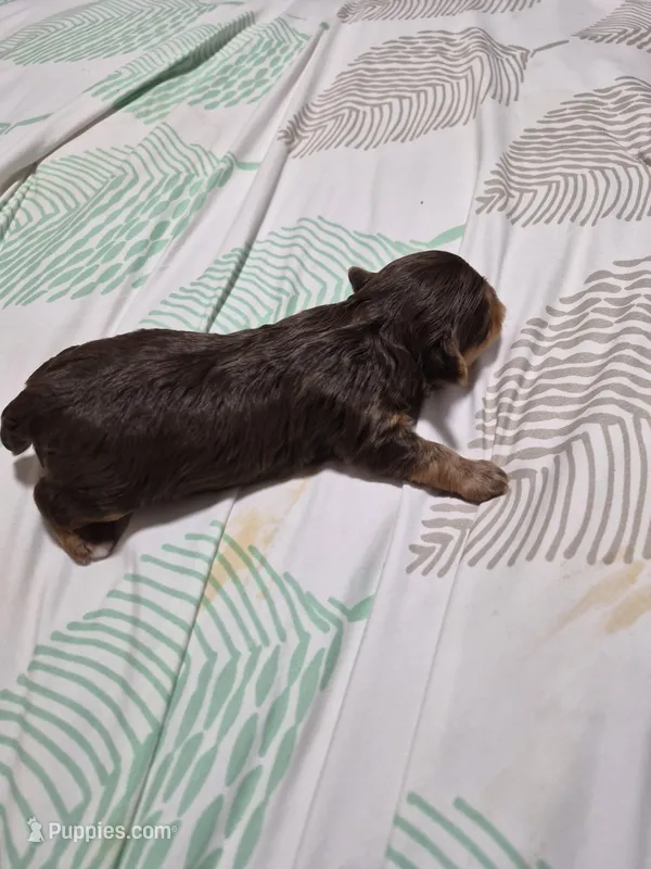 P 2 CHOCOLATE BOY – Yorkshire Terrier puppy for sale in Bakersfield, CA