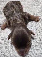 P 2 CHOCOLATE BOY, a male Yorkshire Terrier for sale in Bakersfield, CA – Photo 4 of 5