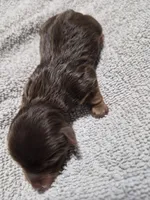 P 2 CHOCOLATE BOY, a male Yorkshire Terrier for sale in Bakersfield, CA – Photo 3 of 5