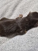 P 2 CHOCOLATE BOY, a male Yorkshire Terrier for sale in Bakersfield, CA – Photo 5 of 5