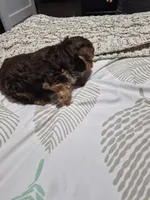 P 2 CHOCOLATE BOY, a male Yorkshire Terrier for sale in Bakersfield, CA – 2 of 5
