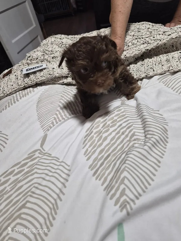 P1 CHOCOLATE BOY – Yorkshire Terrier puppy for sale in Bakersfield, CA