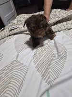 P1 CHOCOLATE BOY, a male Yorkshire Terrier for sale in Bakersfield, CA – 1 of 6