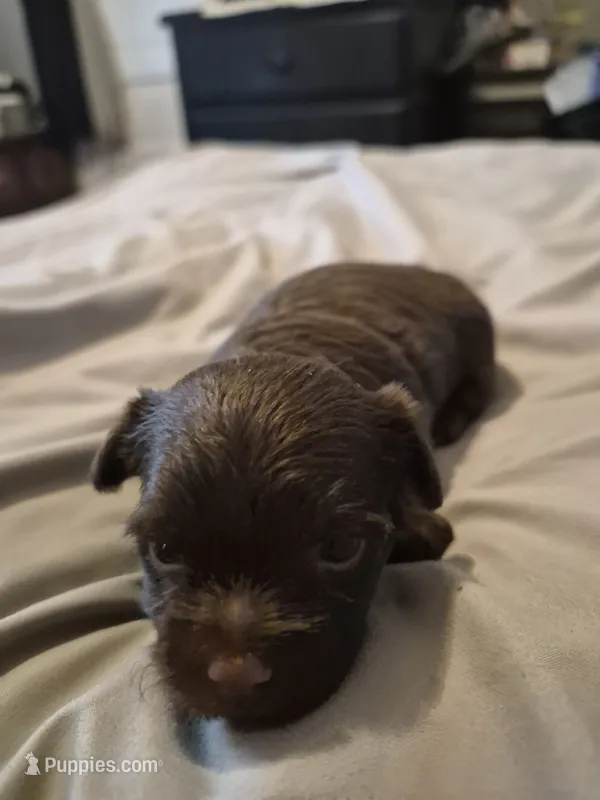 AKC  KB CHOCO GIRL PIXIE – Yorkshire Terrier puppy for sale in Bakersfield, CA