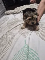 C- TRADITIONAL GIRL 1, a female Yorkshire Terrier for sale in Bakersfield, CA – 5 of 5