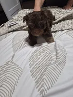 P1 CHOCOLATE BOY, a male Yorkshire Terrier for sale in Bakersfield, CA – 3 of 6