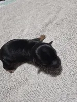 C- TRADITIONAL GIRL 2, a female Yorkshire Terrier for sale in Bakersfield, CA – Photo 4 of 4