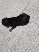 C- TRADITIONAL GIRL 2, a female Yorkshire Terrier for sale in Bakersfield, CA – Photo 2 of 4