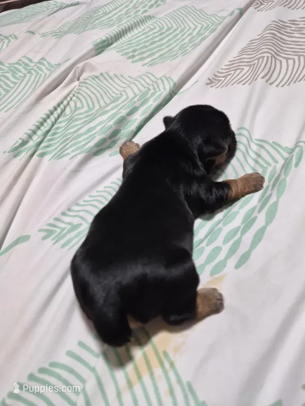 C- TRADITIONAL GIRL 2 – Yorkshire Terrier puppy for sale in Bakersfield, CA