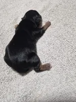 C- TRADITIONAL GIRL 2, a female Yorkshire Terrier for sale in Bakersfield, CA – Photo 3 of 4