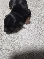 C- TRADITIONAL GIRL 2, a female Yorkshire Terrier for sale in Bakersfield, CA – Photo 1 of 4