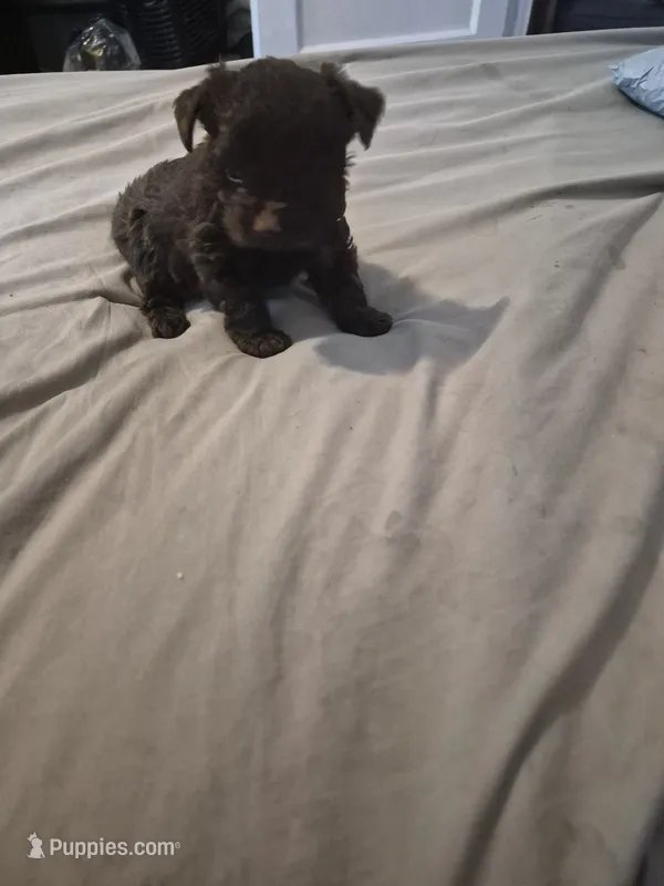 AKC  KB CHOCO GIRL PIXIE – Yorkshire Terrier puppy for sale in Bakersfield, CA