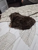 P1 CHOCOLATE BOY, a male Yorkshire Terrier for sale in Bakersfield, CA – 5 of 6