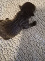 AKC  KB CHOCO GIRL PIXIE, a female Yorkshire Terrier for sale in Bakersfield, CA – 3 of 7
