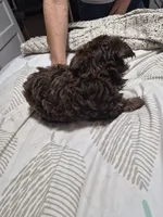  AKC CHOCO BOY, a male Yorkshire Terrier for sale in Bakersfield, CA – 5 of 5