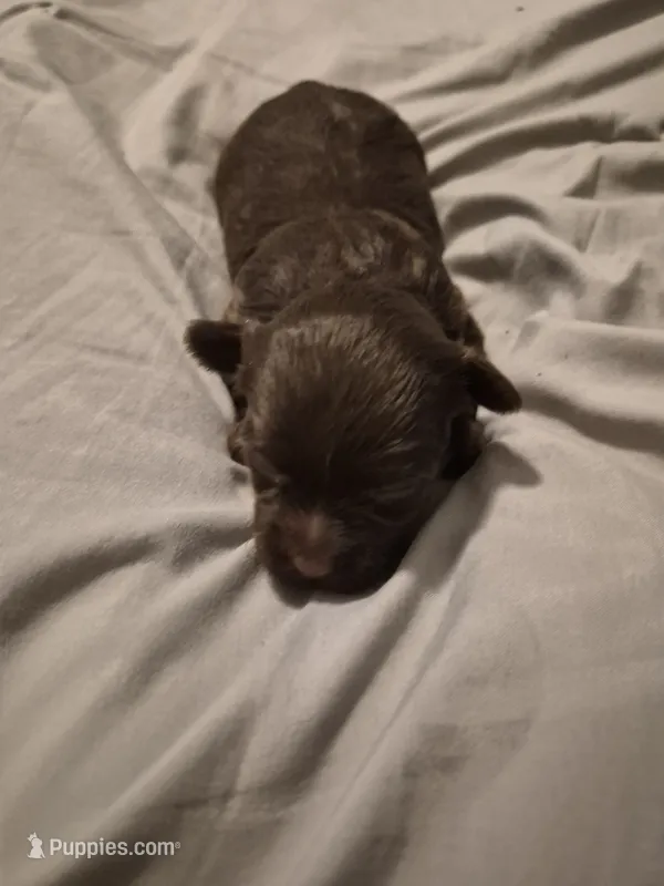 AKC  KB CHOCO GIRL PIXIE – Yorkshire Terrier puppy for sale in Bakersfield, CA
