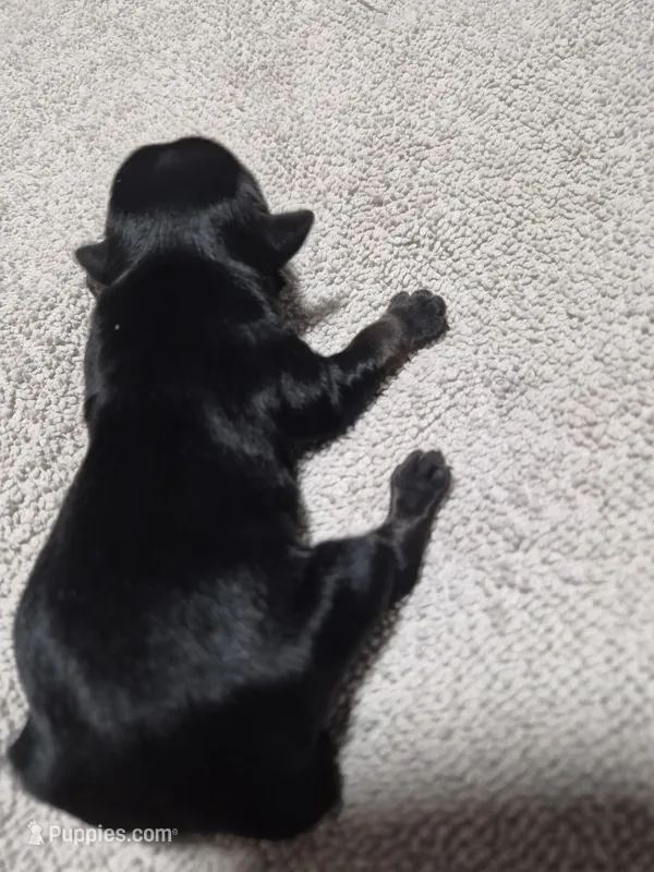 KB Black boy 2 – Yorkshire Terrier puppy for sale in Bakersfield, CA