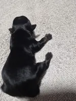 KB Black boy 2, a male Yorkshire Terrier for sale in Bakersfield, CA – Photo 1 of 4