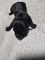 KB Black boy 2, a male Yorkshire Terrier for sale in Bakersfield, CA – Photo 2 of 4