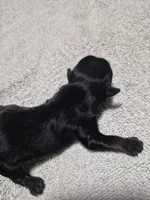 KB Black boy 2, a male Yorkshire Terrier for sale in Bakersfield, CA – Photo 4 of 4