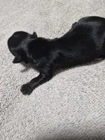 KB Black boy 2, a male Yorkshire Terrier for sale in Bakersfield, CA – Photo 3 of 4