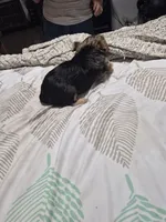C- TRADITIONAL GIRL 1, a female Yorkshire Terrier for sale in Bakersfield, CA – 3 of 5
