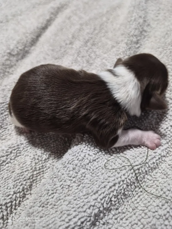 P FEMALE chocolate parti – Yorkshire Terrier puppy for sale in Bakersfield, CA