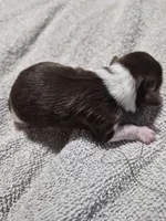 P FEMALE chocolate parti, a female Yorkshire Terrier for sale in Bakersfield, CA – Photo 1 of 5