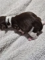 P FEMALE chocolate parti, a female Yorkshire Terrier for sale in Bakersfield, CA – Photo 3 of 5