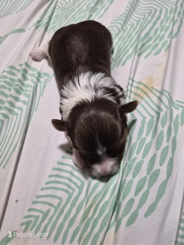 P FEMALE chocolate parti – Yorkshire Terrier puppy for sale in Bakersfield, CA