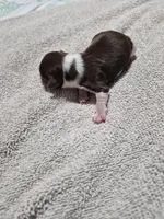 P FEMALE chocolate parti, a female Yorkshire Terrier for sale in Bakersfield, CA – Photo 4 of 5