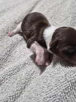 P FEMALE chocolate parti, a female Yorkshire Terrier for sale in Bakersfield, CA – Photo 2 of 5