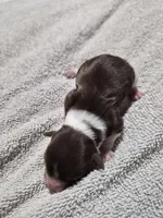 P FEMALE chocolate parti, a female Yorkshire Terrier for sale in Bakersfield, CA – Photo 5 of 5