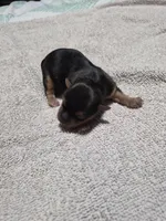 C- TRADITIONAL GIRL 1, a female Yorkshire Terrier for sale in Bakersfield, CA – Photo 2 of 4