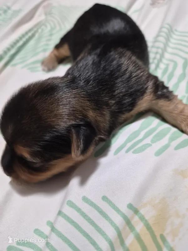 C- TRADITIONAL GIRL 1 – Yorkshire Terrier puppy for sale in Bakersfield, CA