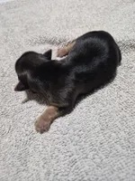 C- TRADITIONAL GIRL 1, a female Yorkshire Terrier for sale in Bakersfield, CA – Photo 4 of 4