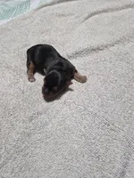 C- TRADITIONAL GIRL 1, a female Yorkshire Terrier for sale in Bakersfield, CA – Photo 3 of 4