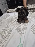C- TRADITIONAL GIRL 2, a female Yorkshire Terrier for sale in Bakersfield, CA – 4 of 5