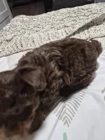 P1 CHOCOLATE BOY, a male Yorkshire Terrier for sale in Bakersfield, CA – 4 of 6