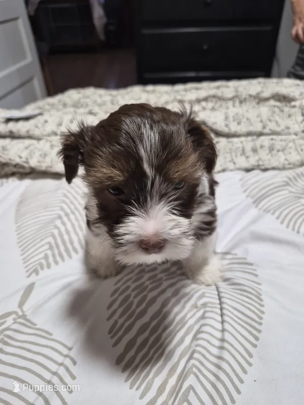 P FEMALE chocolate parti – Yorkshire Terrier puppy for sale in Bakersfield, CA