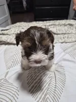 P FEMALE chocolate parti, a female Yorkshire Terrier for sale in Bakersfield, CA – 1 of 5